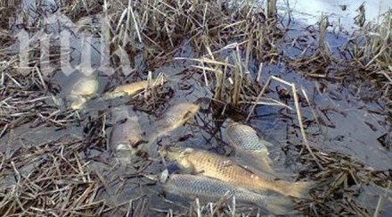 тонове мъртва риба открита язовир студен кладенец