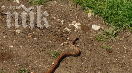 пепелянка ухапа пациент болница перник