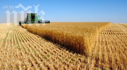 реколтата жито въпрос