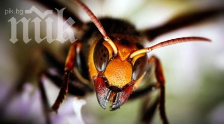 възрастен мъж болница ухапване стършел