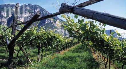 винпром пещера излиза бизнеса земи концентрира алкохола