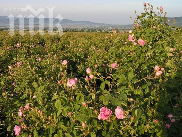 Слаба реколта удря производителите на рози