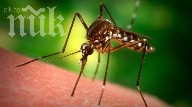 Опасност от атака на тигров комар в Пловдив