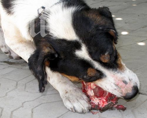 Нервак уби кучето на чичо си по зверски начин
