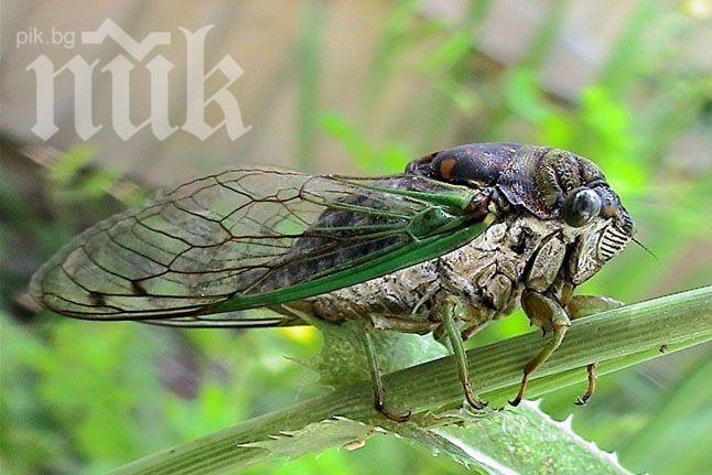 Гигантски миролюбиви буболечки връхлитат САЩ
