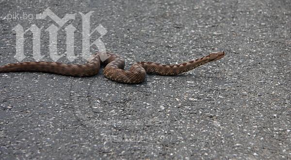 Пепелянка ухапа момче в центъра на Бобовдол