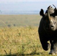 Кения с извънредни мерки, за да опази носорозите
