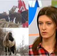 ОТ ПЪРВО ЛИЦЕ: Разказ за ужаса с изоставените коне в Осоговската планина