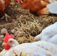 6000 птици са унищожени заради огнище на птичи грип