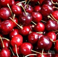 Цената на БГ черешите падна 7 пъти