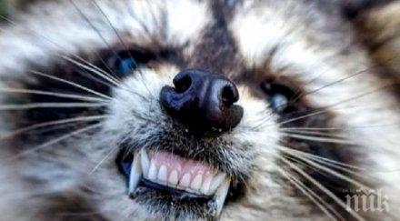 мистерия зомбита нападат американски град видео