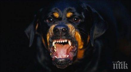 отново побеснял ротвайлер подгони деца двора училище