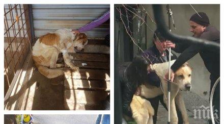 неописуем ужас кучетата пернишката морга самоизяждали оцелеят жертвите ценната порода алабай снимки