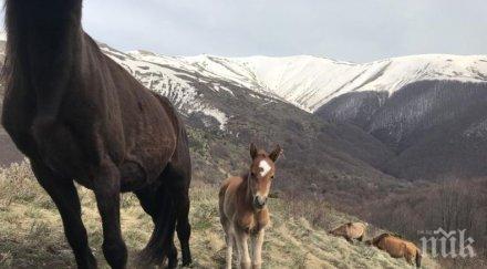 конче роди бедстващото стадо животновъда пищалов снимки видео