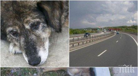 ужасяващо разлагащи трупове кучета разнасят воня зараза снимка