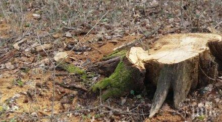 наглеци секат дърветата западния парк софия залови