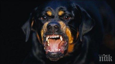 без обвинения собственика кучето нахапало дете училищен двор