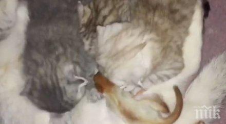 мило котка осинови накърми новородена катеричка
