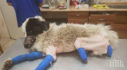 лоша новина приспиват кучето отрязани лапи намерено пазарджик
