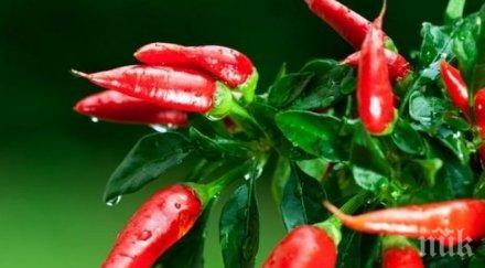 предизвиква човек лютата чушка света