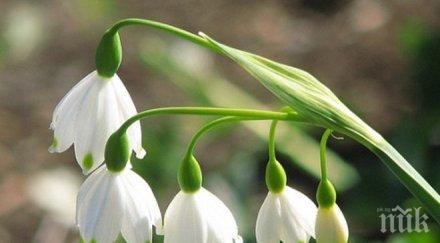 ликьор кокиче стопира диабета