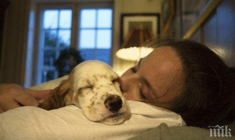УНИКАЛНО! Проучване показва: Ето защо е добрe да спите с кучето си