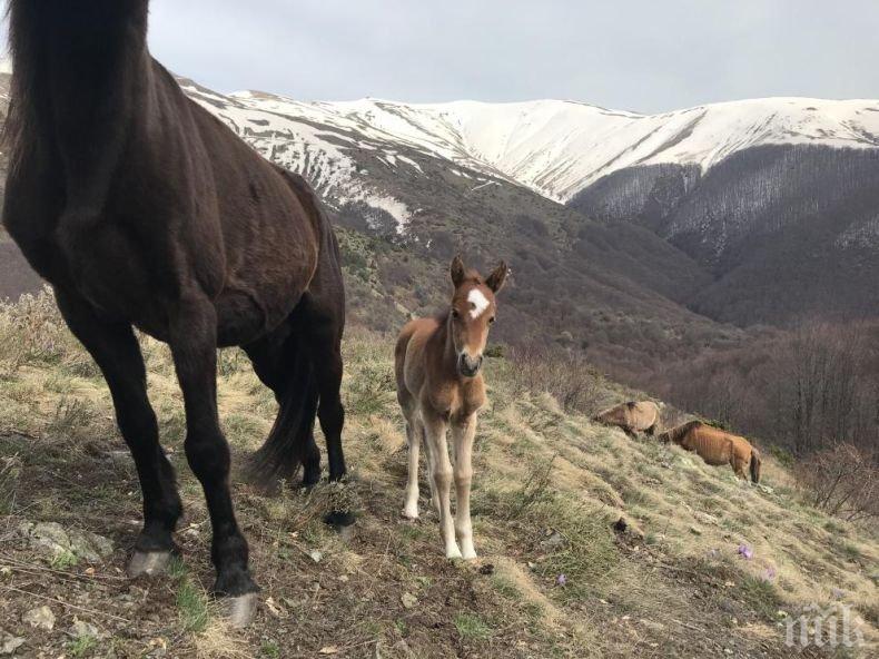 Конче се роди в бедстващото стадо на животновъда Пищалов (СНИМКИ + ВИДЕО)