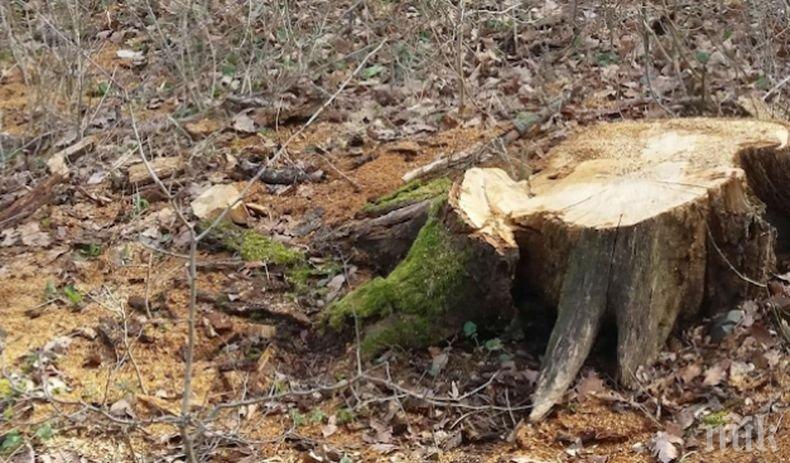 Наглеци секат дърветата в Западния парк в София! Няма кой да ги залови 
