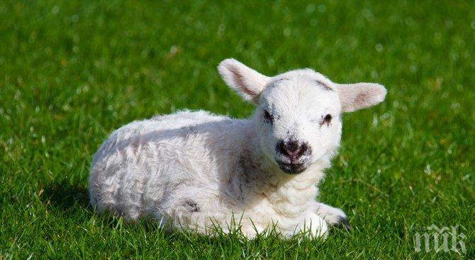 НАВРЪХ ВЕЛИКДЕН! Кипърската полиция погна българин за ритуално убийство на агне