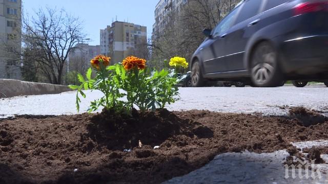 Засадиха цветя в дупките по пътищата в столичния кв. Младост