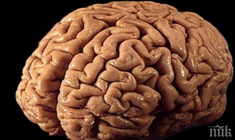 Хората, които обичат да поемат финансови рискове, имат физиологична особеност на мозъка