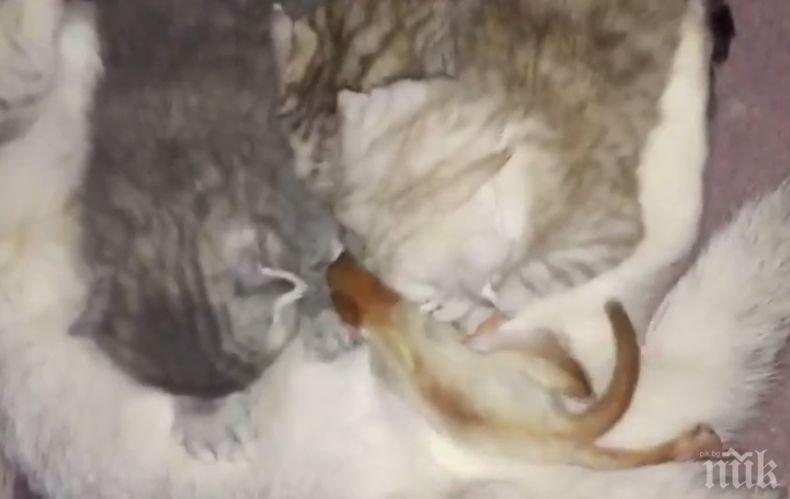 МИЛО! Котка осинови и накърми новородена катеричка