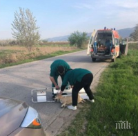 ДОБРОТО В НАС: Линейка спря на пътя, за да спаси блъснато куче (СНИМКИ) ДОБРОТО В НАС: Линейка спря на пътя, за да спаси блъснато куче (СНИМКИ)