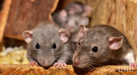 весела компания мишки направиха микимауси 540 кила марихуана полицейски склад