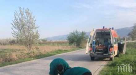 доброто нас линейка спря пътя спаси блъснато куче снимки