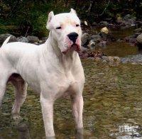 ПОРЕДЕН УЖАС! Огромни кучета нахапаха жена в монтанско село