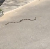 ШОКИРАЩО ВИДЕО! Огромен смок изпълзя на припек пред жилищна кооперация