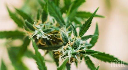 хага забрани употребата канабис