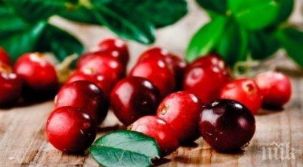 пречистете кръвта домашни условия