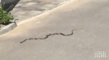 шокиращо видео огромен смок изпълзя припек жилищна кооперация