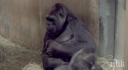 хит кадри рядък вид горила малкото взривиха социалните мрежи видео