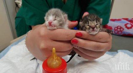 изхвърлиха новородени котенца пловдивска клиника снимки