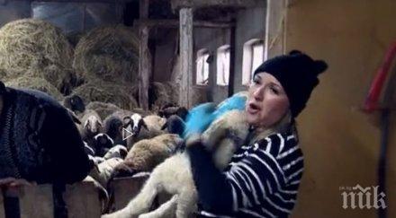 йоана захариева пее 200 овце дъбован