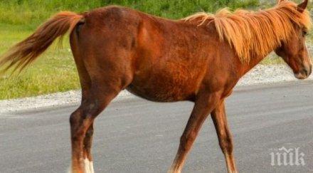 кола блъсна уби кон български извор