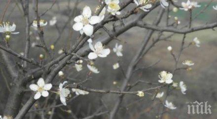 праскови череши кайсии застрашени слана