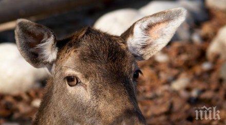 смъртоносен инцидент кошута младеж нави волана избегне размаза дърво