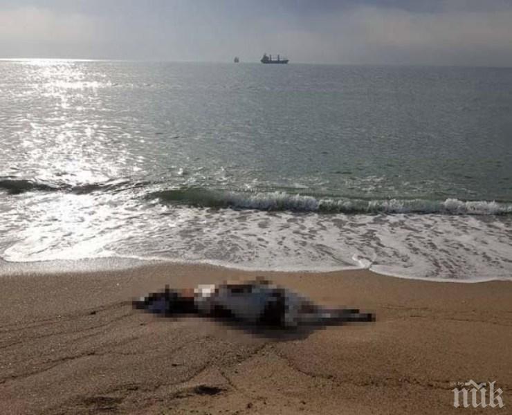 УЖАС ВЪВ ВАРНА! Труп на крава изплува на плажа