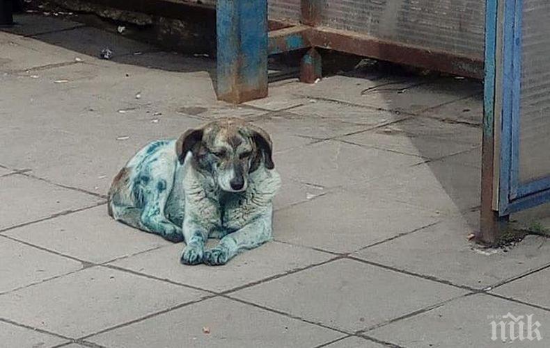 Площад Журналист осъмна с боядисани кучета (СНИМКИ)