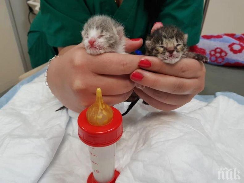 Изхвърлиха новородени котенца пред пловдивска клиника! (СНИМКИ)