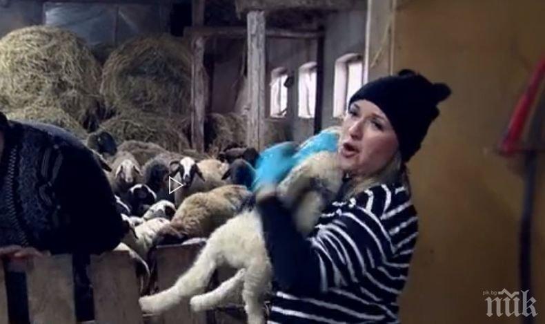 Йоана Захариева пее на 200 овце в Дъбован